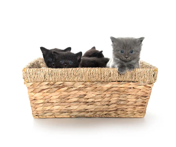 Милі кошенята в кошику — стокове фото