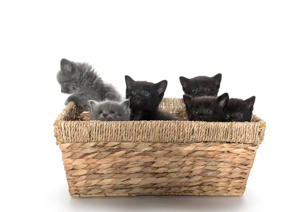 Cute kittens in a basket — Stock Photo, Image