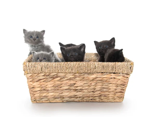 Cute kittens in a basket — Stock Photo, Image