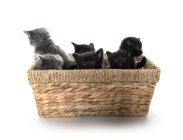 Cute kittens in a basket — Stock Photo, Image