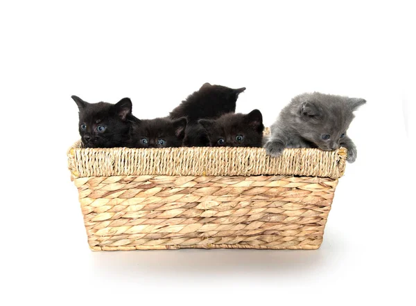 Cute kittens in a basket — Stock Photo, Image