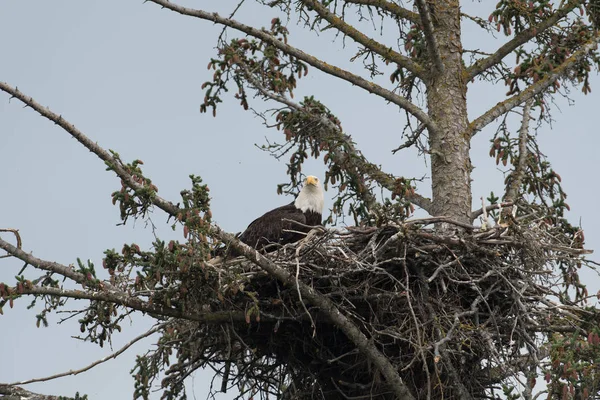 Aquila calva in un nido — Foto Stock