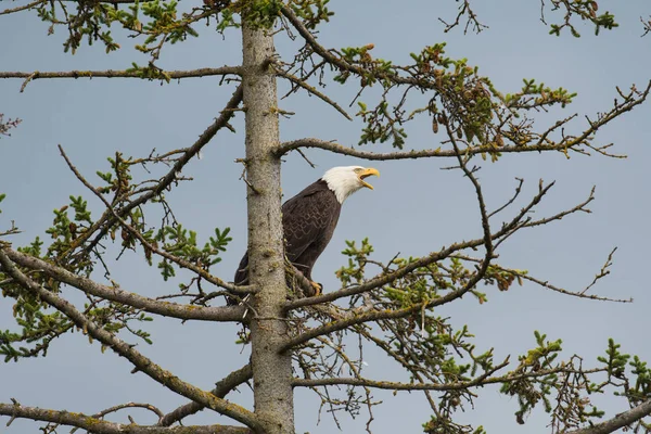 Aquila calva appollaiata su un albero — Foto Stock