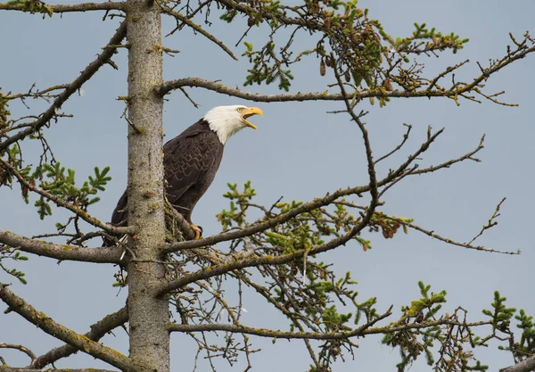 Aquila calva appollaiata su un albero — Foto Stock
