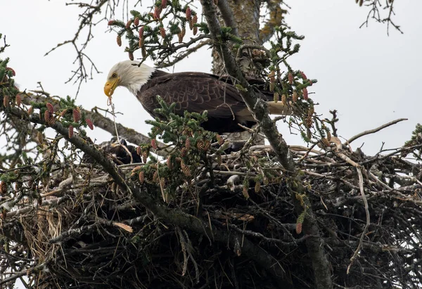 Weißkopfseeadlernest in Alaska — Stockfoto