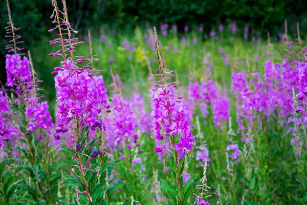 Alaska'da bir çayırda Fireweed — Stok fotoğraf