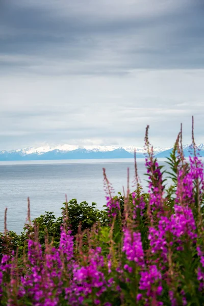 Із кропиви і озері в Алясці — стокове фото