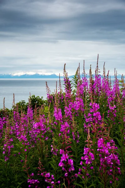 Fireweed και τη λίμνη στην Αλάσκα — Φωτογραφία Αρχείου