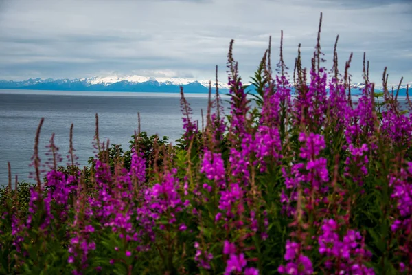 Hierba y lago en Alaska —  Fotos de Stock