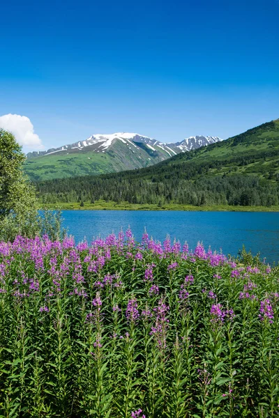 Fireweed and lake in Alaska — Stock Photo, Image