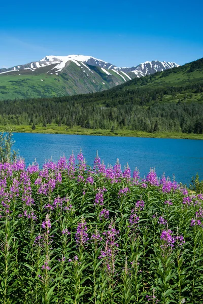 Fireweed and lake in Alaska — Stock Photo, Image