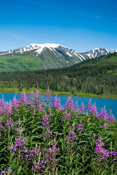 Fireweed and lake in Alaska — Stock Photo, Image