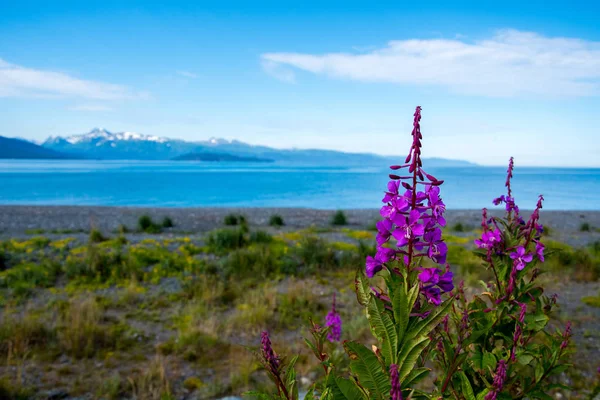 Fireweed και τη λίμνη στην Αλάσκα — Φωτογραφία Αρχείου