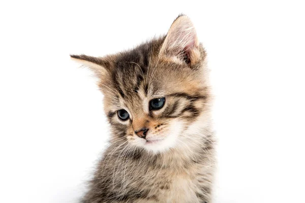 Portrait of tabby kitten Stock Image