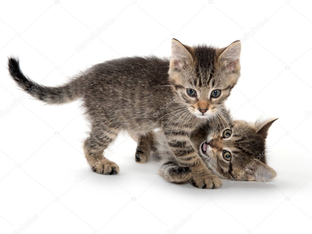 tabby kittens cute tabby kittens cute