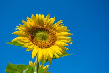 Ayçiçeği ve mavi gökyüzü