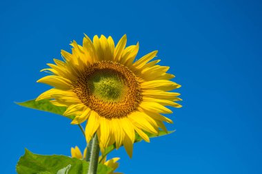 Ayçiçeği ve mavi gökyüzü