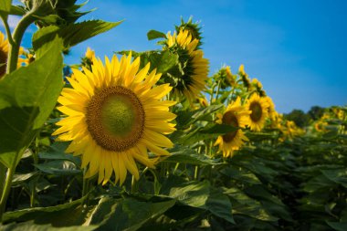 Ayçiçeği ve mavi gökyüzü