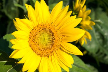 Ayçiçeği ve yeşil yaprakları