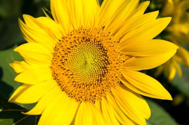 Ayçiçeği ve yeşil yaprakları