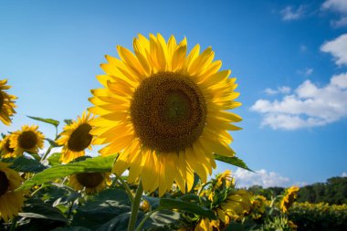 Ayçiçeği ve mavi gökyüzü