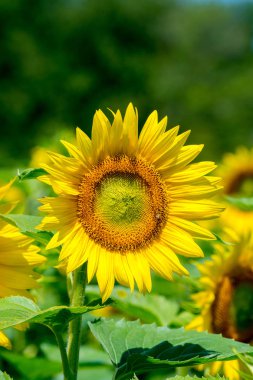 Ayçiçeği ve mavi gökyüzü