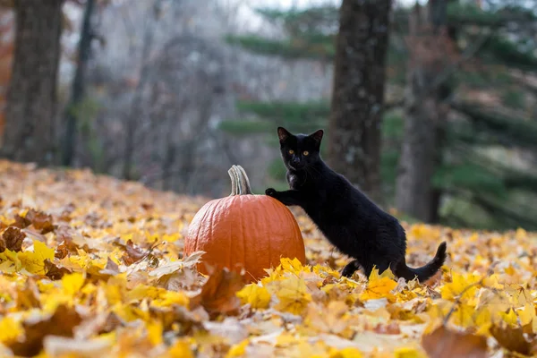 Pumpkin, black cat and fall leaves in the woods — Stock Photo, Image