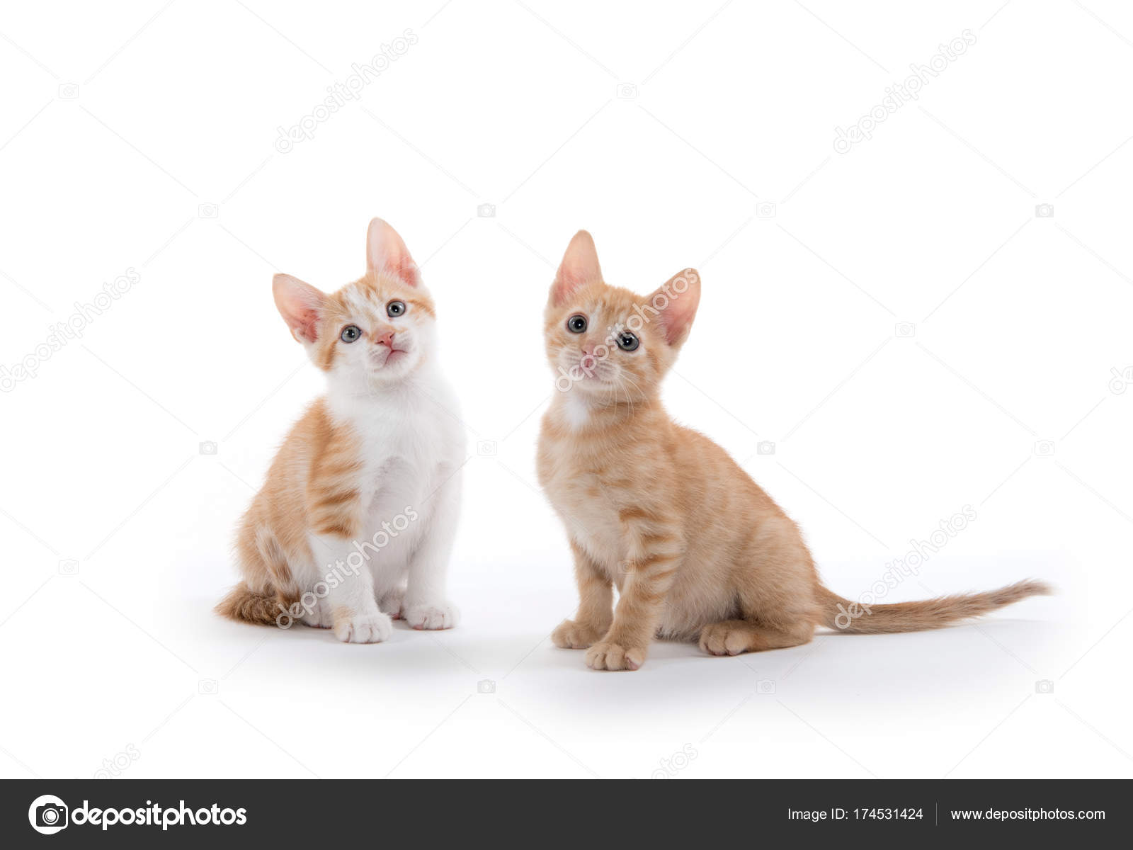 Cute Kittens White Two Cute Kittens On White Stock Photo C Eei Tony 174531424