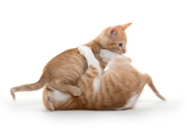 oynayan iki şirin yavru kedi