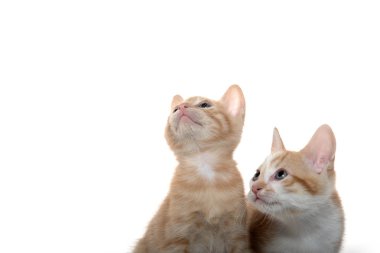 beyaz üzerine iki şirin yavru kedi