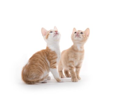 beyaz üzerine iki şirin yavru kedi