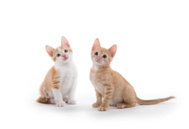 beyaz üzerine iki şirin yavru kedi