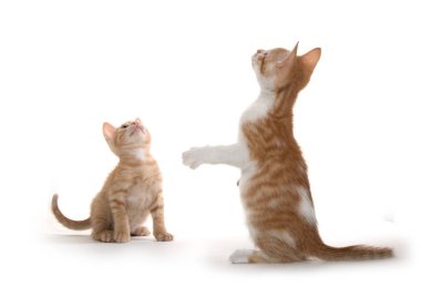 beyaz üzerine iki şirin yavru kedi