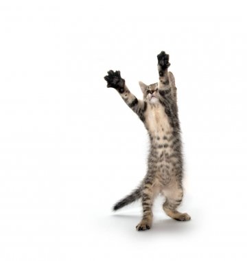 şirin tabby yavru kedi 