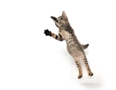 şirin tabby yavru kedi 