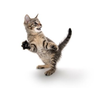 şirin tabby yavru kedi 