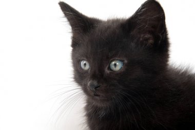 Siyah yavru kedi portresi