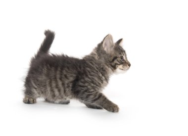 şirin tabby yavru kedi beyaz