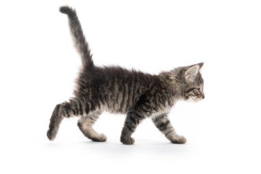 şirin tabby yavru kedi beyaz