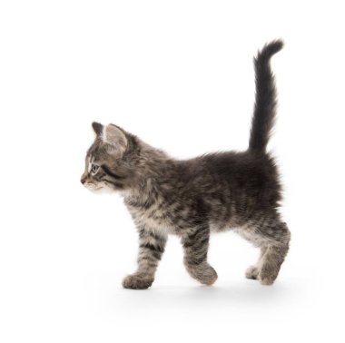 şirin tabby yavru kedi beyaz