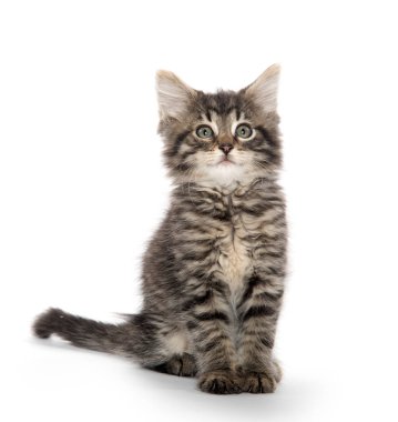 şirin tabby yavru kedi beyaz