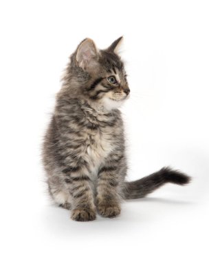 şirin tabby yavru kedi beyaz