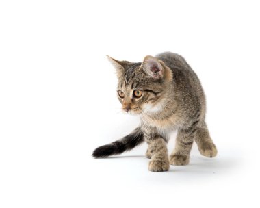 Tekir kedi beyaz üzerinde oynama
