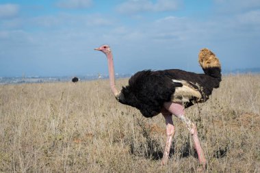 Ostrich in Nairobi National Park clipart
