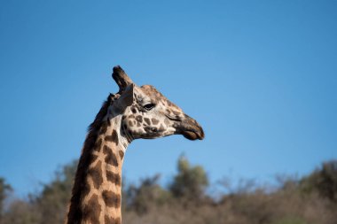 Zürafa ve mavi gökyüzü