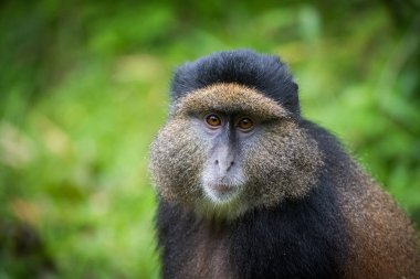 Altın maymun portresi