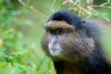 Altın maymun portresi