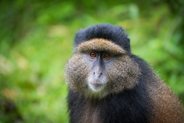 Altın maymun portresi