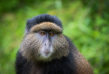 Altın maymun portresi