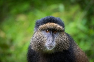 Altın maymun portresi